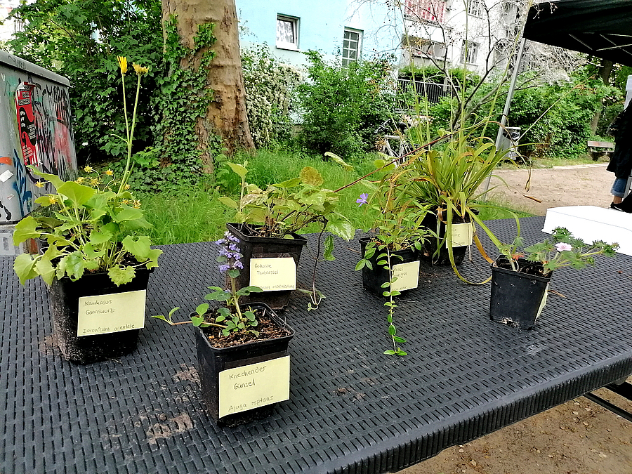 Pflanzen in Töpfen mit Zetteln deutschen Artennamen auf Tisch im Freien