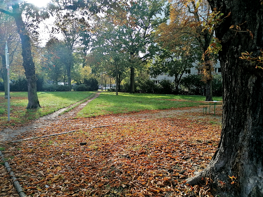 Grünfläche mit Bäumen im Herbst