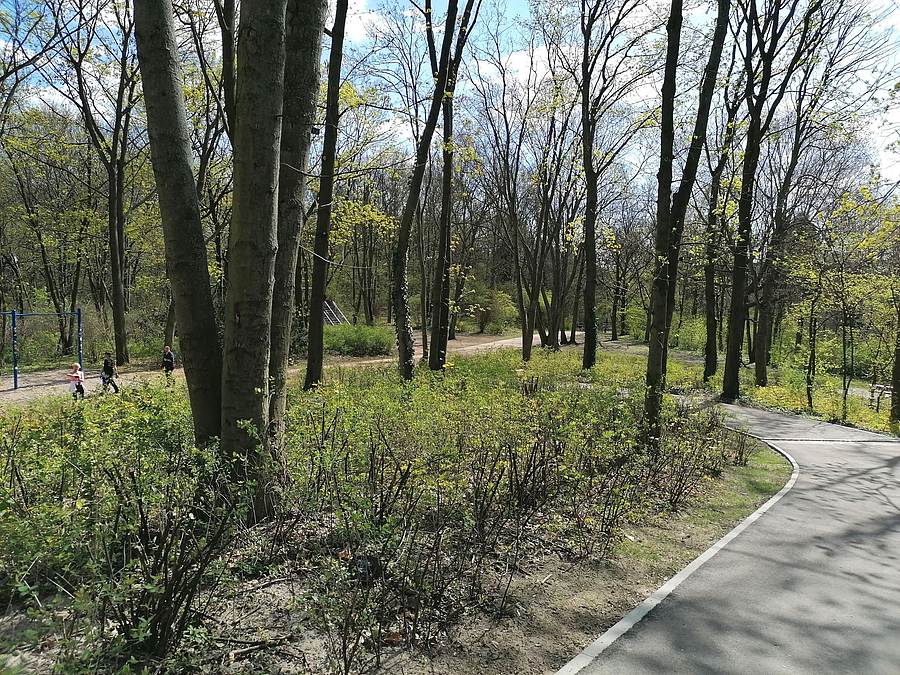Frühlingswald, Asphaltweg mit Kurve