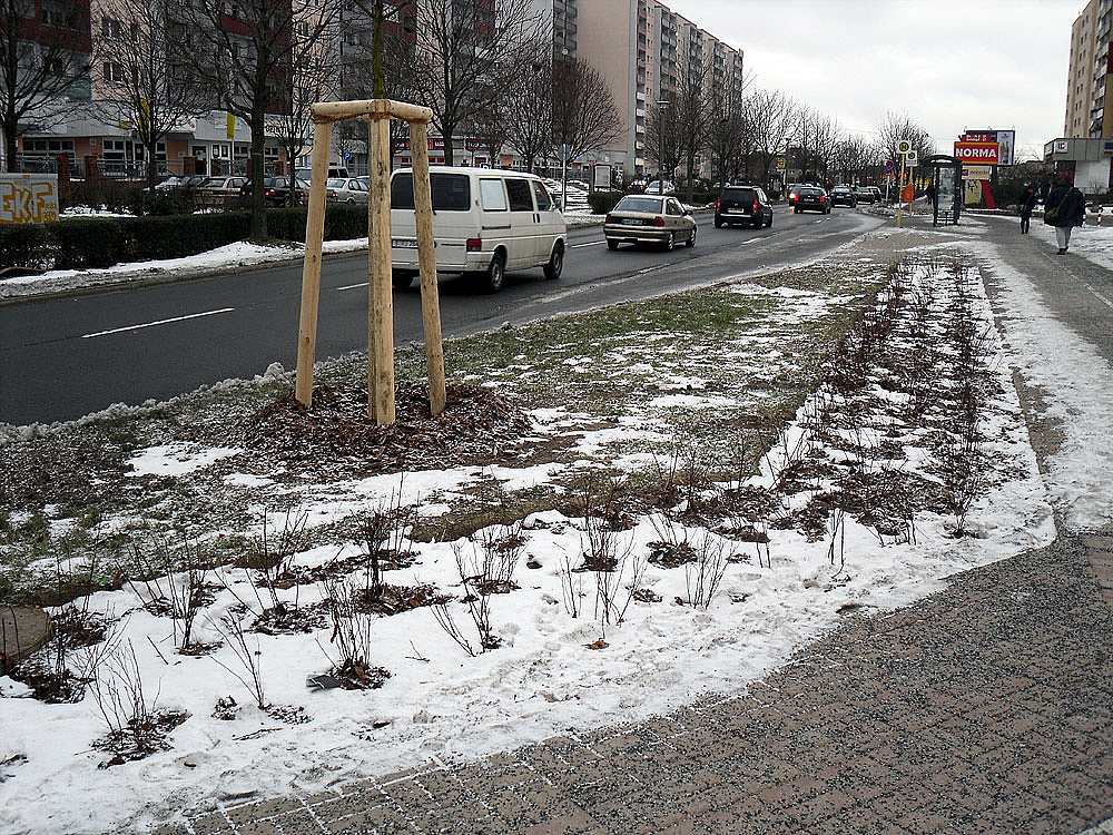 Junge, verschneite Bäume an der Straße