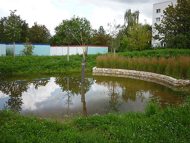 kleiner Teich mit Schilf