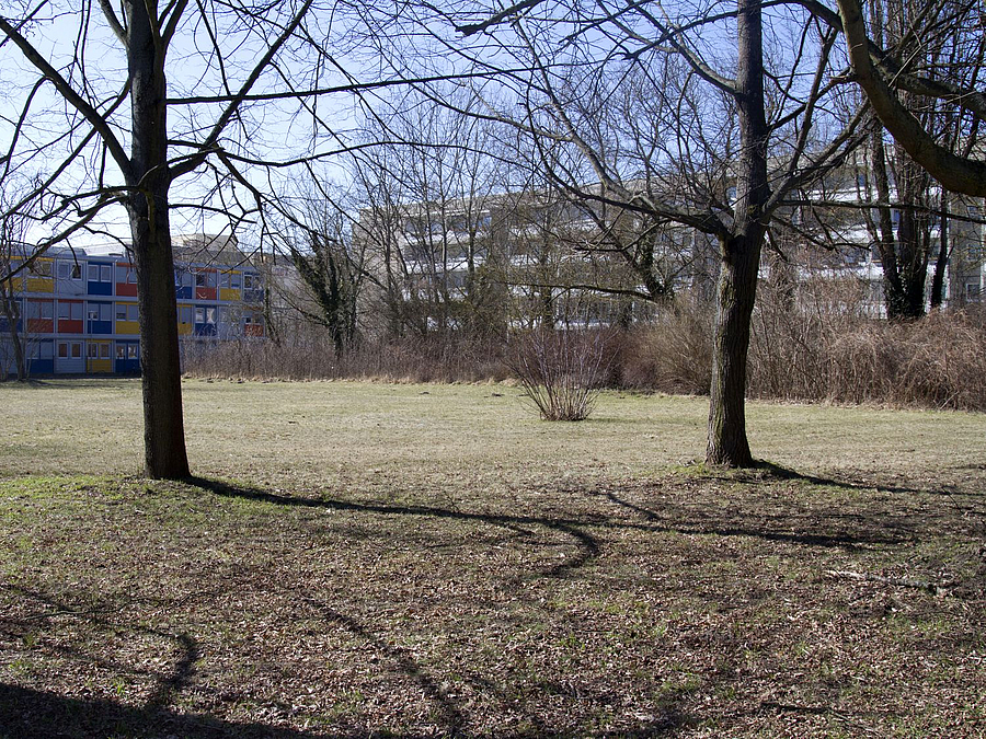 Rasenfläche mit 2 Bäumen in der vegetationsarmen Zeit, im Hintergrund Wohnblöcke