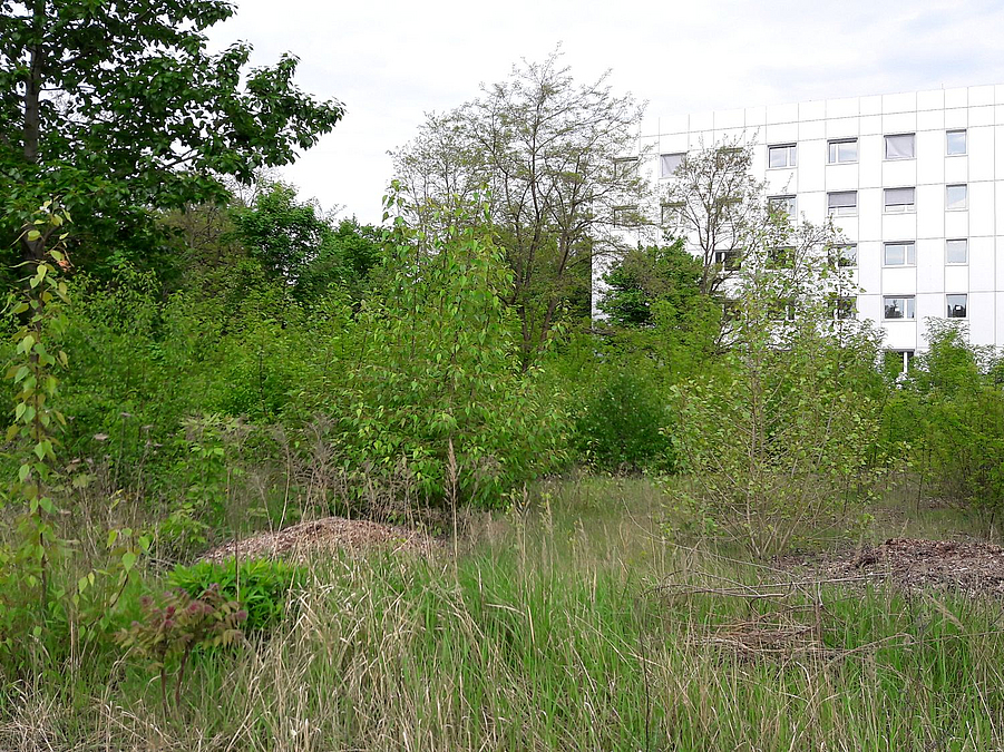Hügelige Brachfläche mit jungen Bäumen. Im Hintergrund Bürogebäude