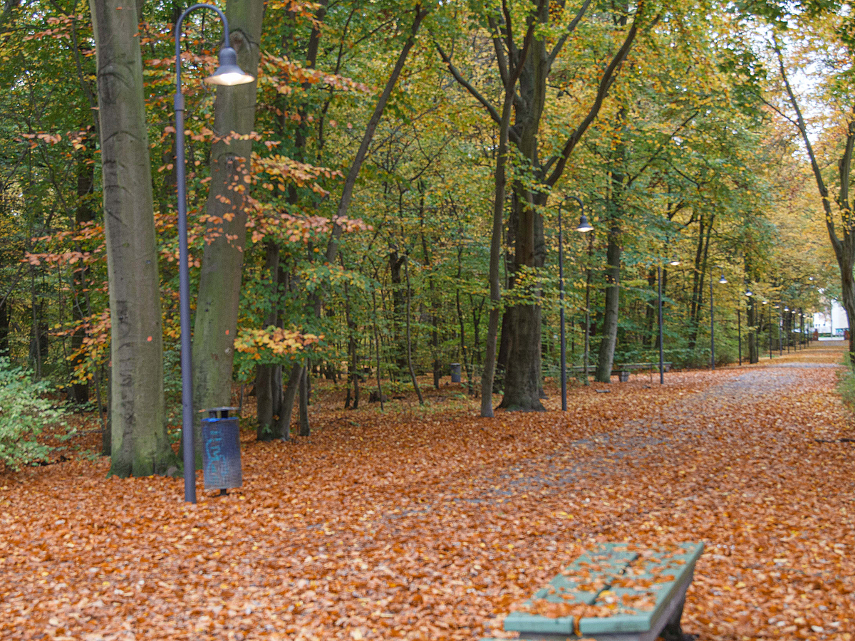 Breiter Waldweg im Herbst mit leuchtender Laterne