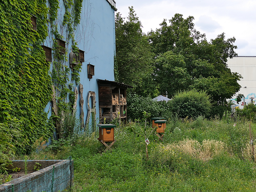Naturgarten mit Insektenhotels an blauer Fassade