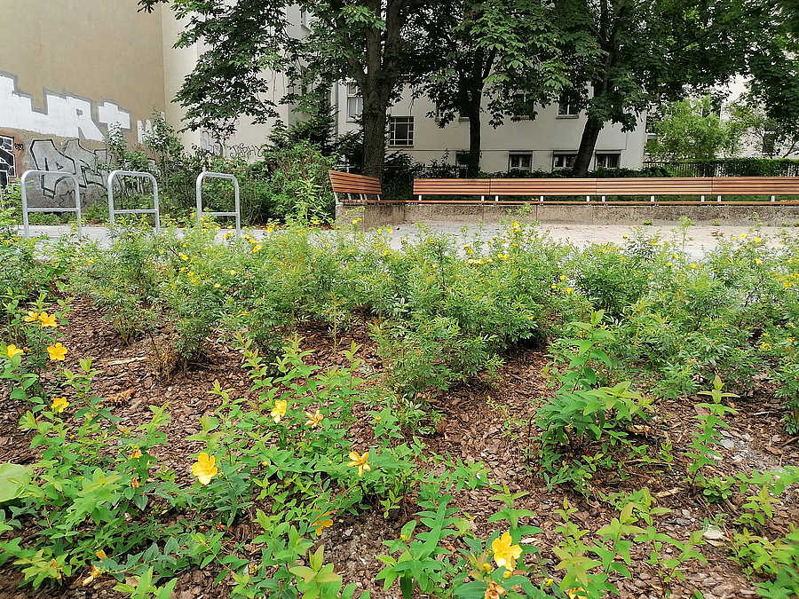 Beet mit gelb blühenden Pflanzen, im Hintergrund lange Bank mit Lehne und Fahrradbügel